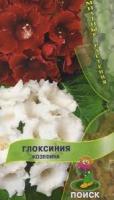 Глоксиния Жозефина. Поиск