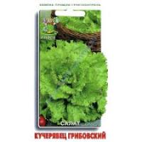 Салат Кучерявец Грибовский. Поиск