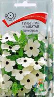 Тунбергия крылатая Менестрель. Поиск