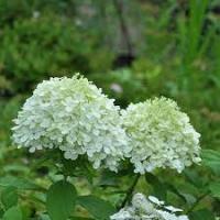 Гортензия метельчатая Селекшн (Selection)