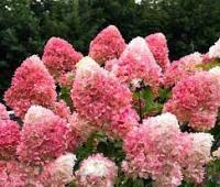 Гортензия метельчатая Пинк энд Роуз (Pink and Rose)