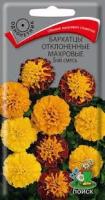 Бархатцы (Тагетес) отклонен. махровые Бой смесь. Поиск