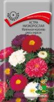 Астра низкорослая Маленькая королева смесь окрасок. Поиск