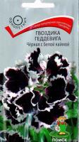 Гвоздика Геддевига Черная с белой каймой. Поиск