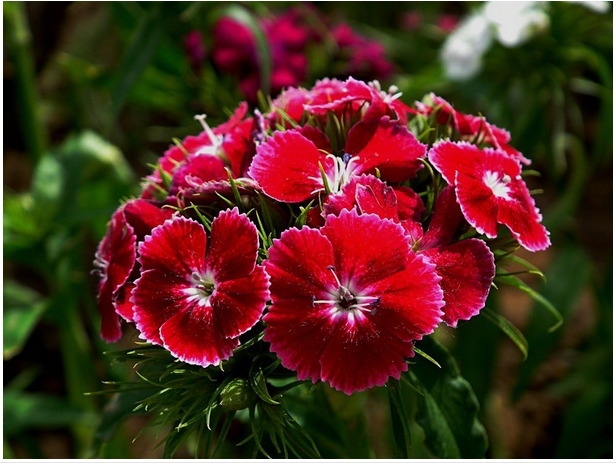 Садовые цветы Гвоздика