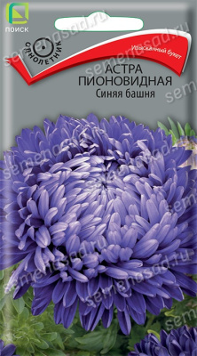 Астра пионовидная Синяя башня. Поиск