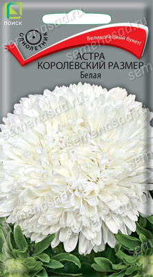 Астра королевский размер Белая (однолетн). Поиск