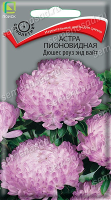 Астра пионовидная Дюшес роуз энд вайт (однолетн), 0,3гр. Поиск
