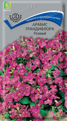 Арабис грандифлора Розовый. Поиск
