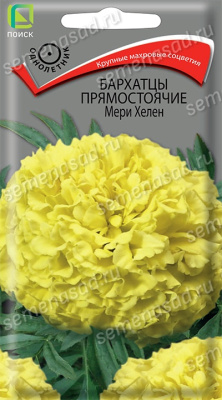 Бархатцы (Тагетес) прямостоячие Мери Хелен. Поиск
