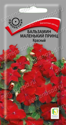 Бальзамин Маленький принц красный. Поиск