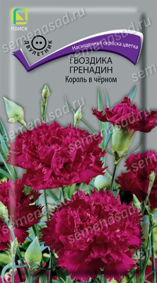 Гвоздика Гренадин Король в черном. Поиск