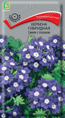 Вербена гибридная Синяя с глазком. Поиск