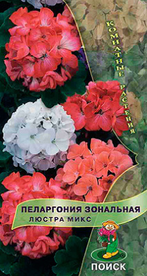 Пеларгония зональная Люстра Микс. Поиск