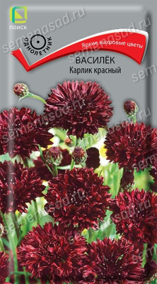 Василёк Карлик красный. Поиск