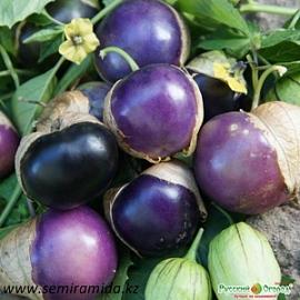 ФИЗАЛИС СЛИВОВЫЙ ДЖЕМ