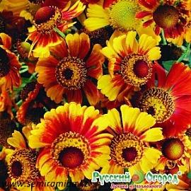 ГЕЛЕНИУМ ОСЕННЯЯ СЕРЕНАДА