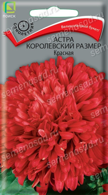 Астра королевский размер Красная. Поиск