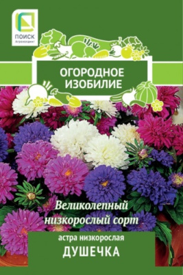 Астра низкорослая Душечка (Огородное изобилие). Поиск