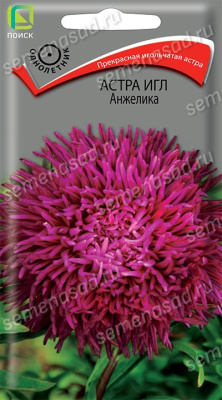 Астра Игл Анжелика (однолетняя). Поиск