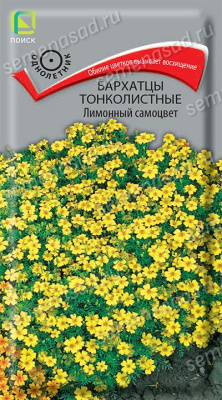 Бархатцы (Тагетес) тонколистные Лимонный самоцвет. Поиск