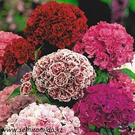 ГВОЗДИКА ТУРЕЦКАЯ МАХРОВАЯ