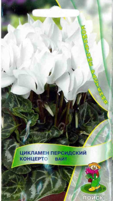 Цикламен персидский Концерто Вайт. Поиск